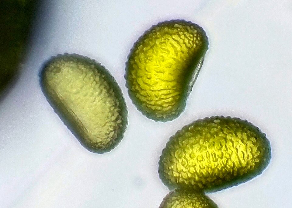 Polypodium glycyrrhiza sporen op blad, close-up.