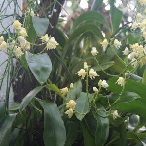 White orchid flowers and green leaves of Polystachya laxiflora in a pot.