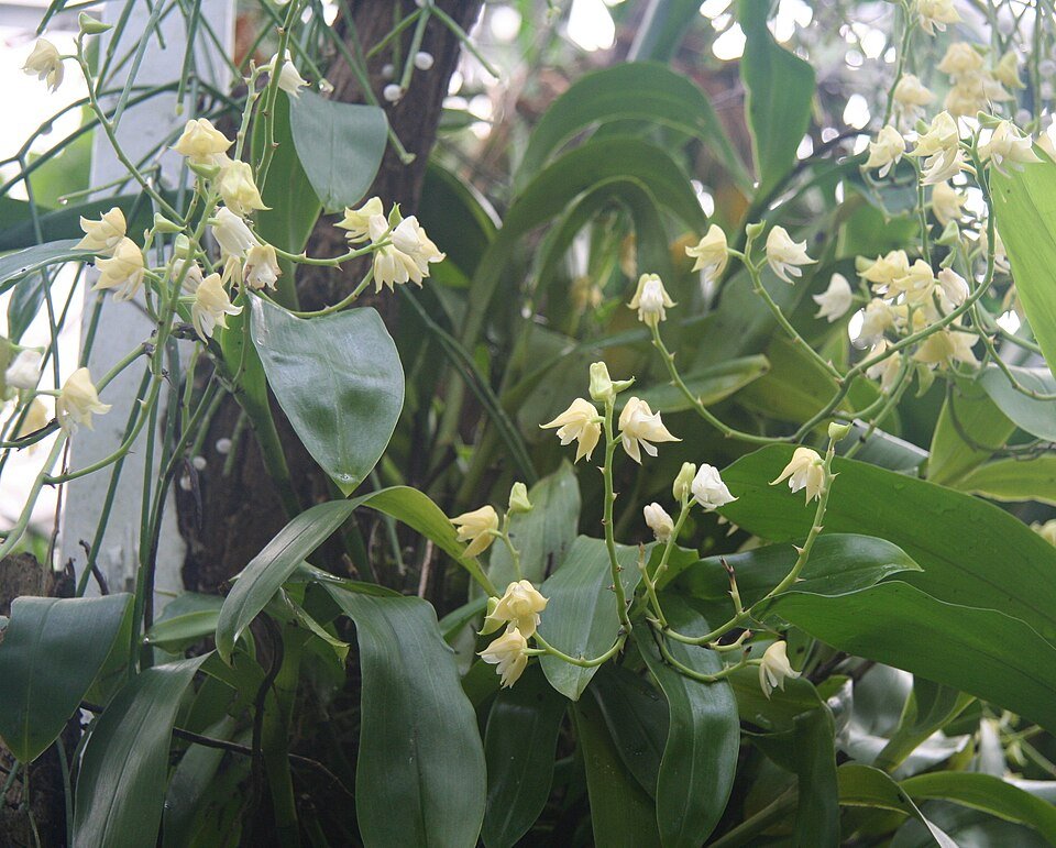 White orchid flowers and green leaves of Polystachya laxiflora in a pot.
