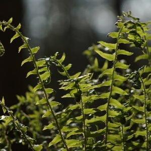 Kerstvaren met donkergroene bladeren en gekrulde uiteinden, groeiend in bosrijke omgeving.