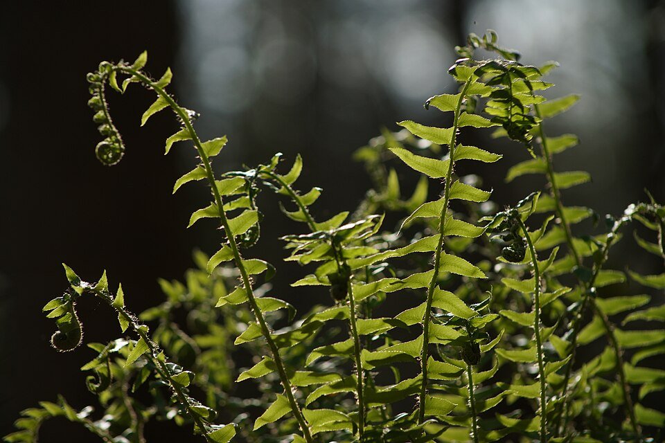 Kerstvaren met donkergroene bladeren en gekrulde uiteinden, groeiend in bosrijke omgeving.