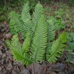 Polystichum munitum, donkergroene geveerde bladeren van winterharde varen.