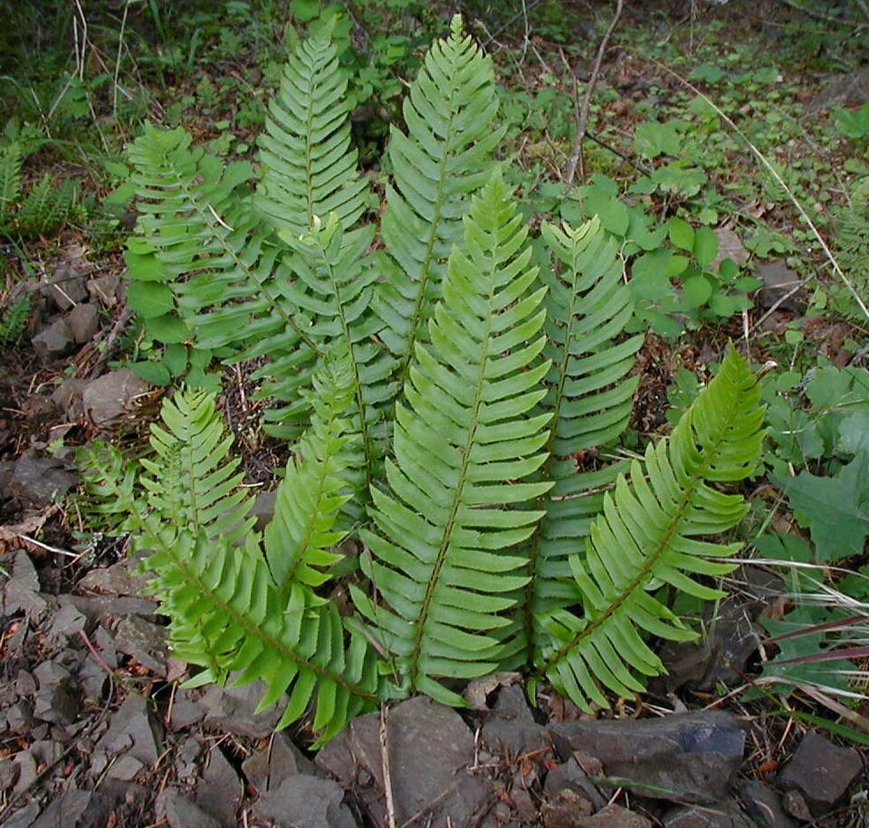 Polystichum munitum, donkergroene geveerde bladeren van winterharde varen.