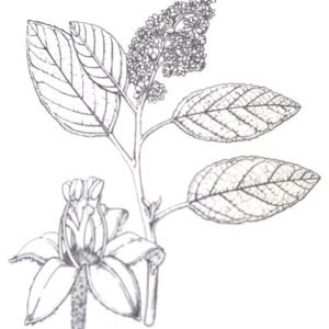 Bloemige Pomaderris apetala subsp. maritima in Nederlandse tuin.