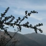 Bloeiende witte bloemen van Porlieria chilensis tegen een heldere blauwe lucht