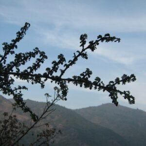 Bloeiende witte bloemen van Porlieria chilensis tegen een heldere blauwe lucht