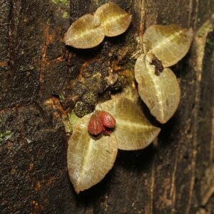 Porpax reticulata orchidee bloem op kleigrond.