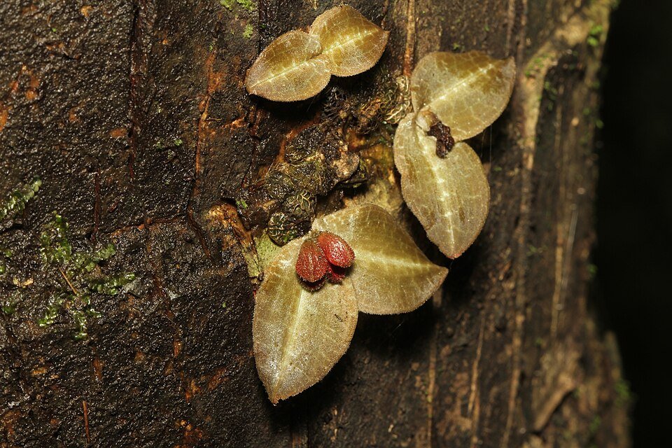 Porpax reticulata orchidee bloem op kleigrond.