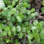Portulacaria afra plantblad met ovale vlezige groene bladeren.