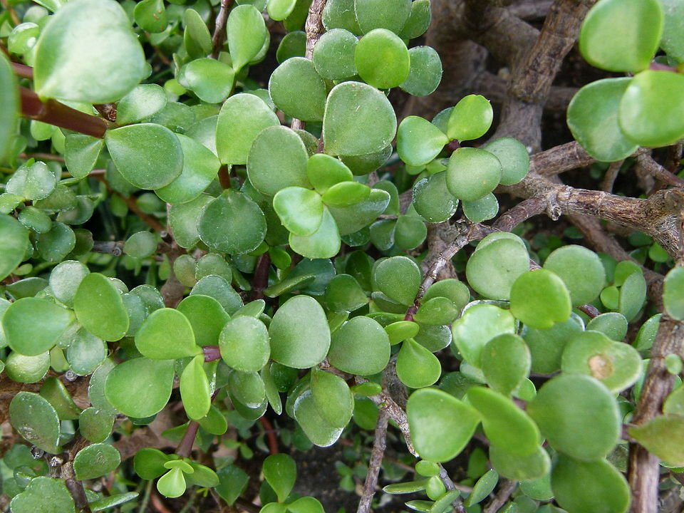 Portulacaria afra plantblad met ovale vlezige groene bladeren.