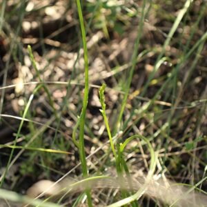 Prasophyllum plant met lichtroze bloemen en groene bladstructuur.