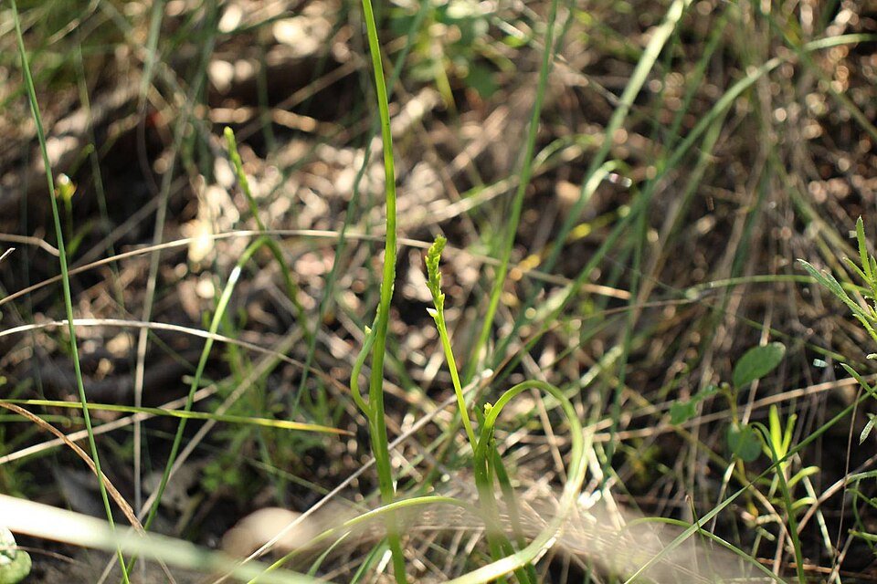 Prasophyllum plant met lichtroze bloemen en groene bladstructuur.