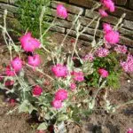 Winterharde Prikneus bloemen in close-up weergave.
