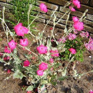 Winterharde Prikneus bloemen in close-up weergave.