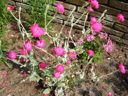 Winterharde Prikneus bloemen in close-up weergave.