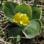 Primula auricula bloem in close-up, paarse en gele tinten.