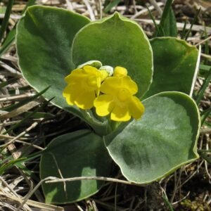 Primula auricula bloem in close-up, paarse en gele tinten.