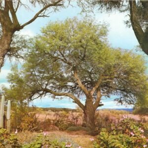 Prosopis Alba boom met groene bladeren en doornige takken.