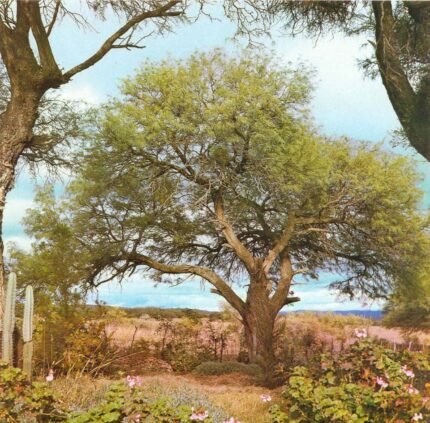 Prosopis Alba boom met groene bladeren en doornige takken.