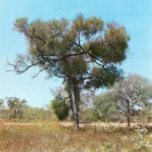 Prosopis kuntzei boom met groene bladeren en peulvruchten tegen heldere hemel.
