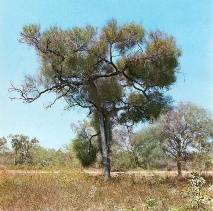 Prosopis kuntzei boom met groene bladeren en peulvruchten tegen heldere hemel.
