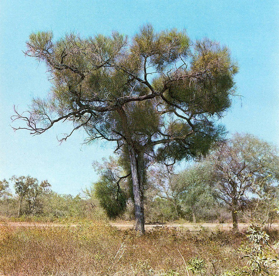 Prosopis kuntzei boom met groene bladeren en peulvruchten tegen heldere hemel.