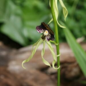 Prosthechea cochleata orchidee bloem met gedraaide kelk en groene bladeren.