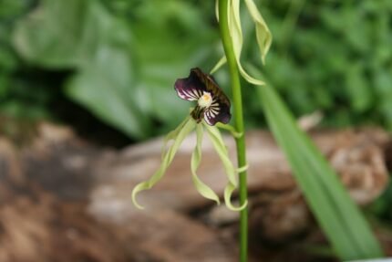 Prosthechea cochleata orchidee bloem met gedraaide kelk en groene bladeren.