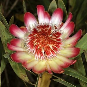 Protea afra bloem in close-up, groene bladeren en bloemknoppen.