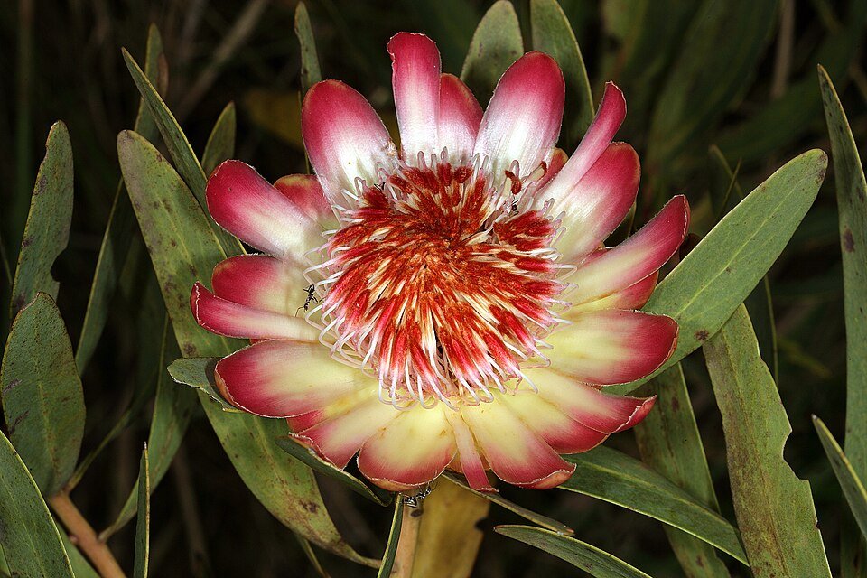 Protea afra bloem in close-up, groene bladeren en bloemknoppen.