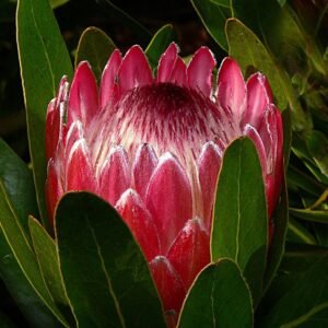 Protea aristata bloem in close-up op groene achtergrond.