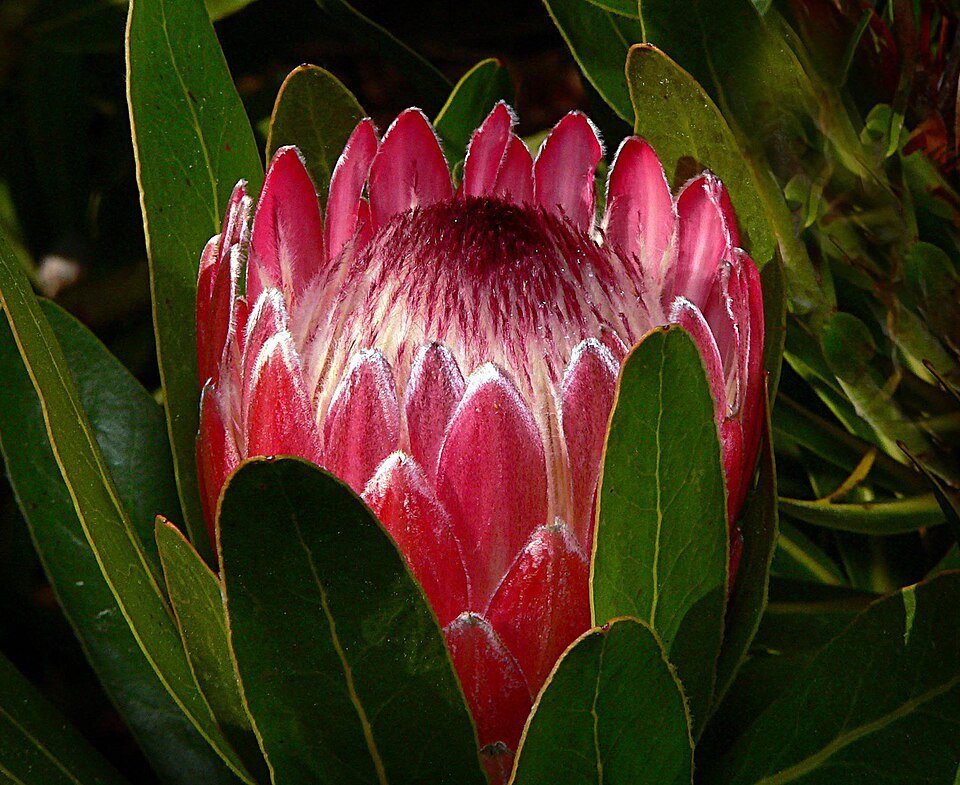 Protea aristata bloem in close-up op groene achtergrond.