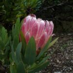 Protea compacta bloeiende plant op kleigrond.