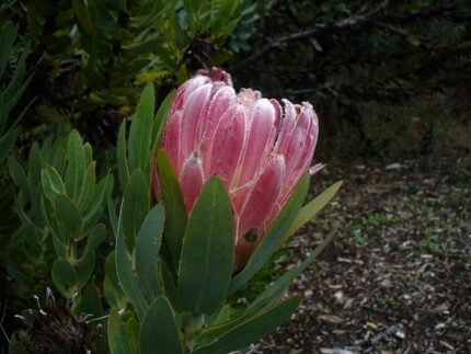 Protea compacta bloeiende plant op kleigrond.