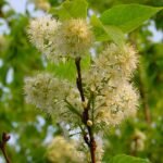 Prunus maackii boom met witte bloesems op groene bladeren.