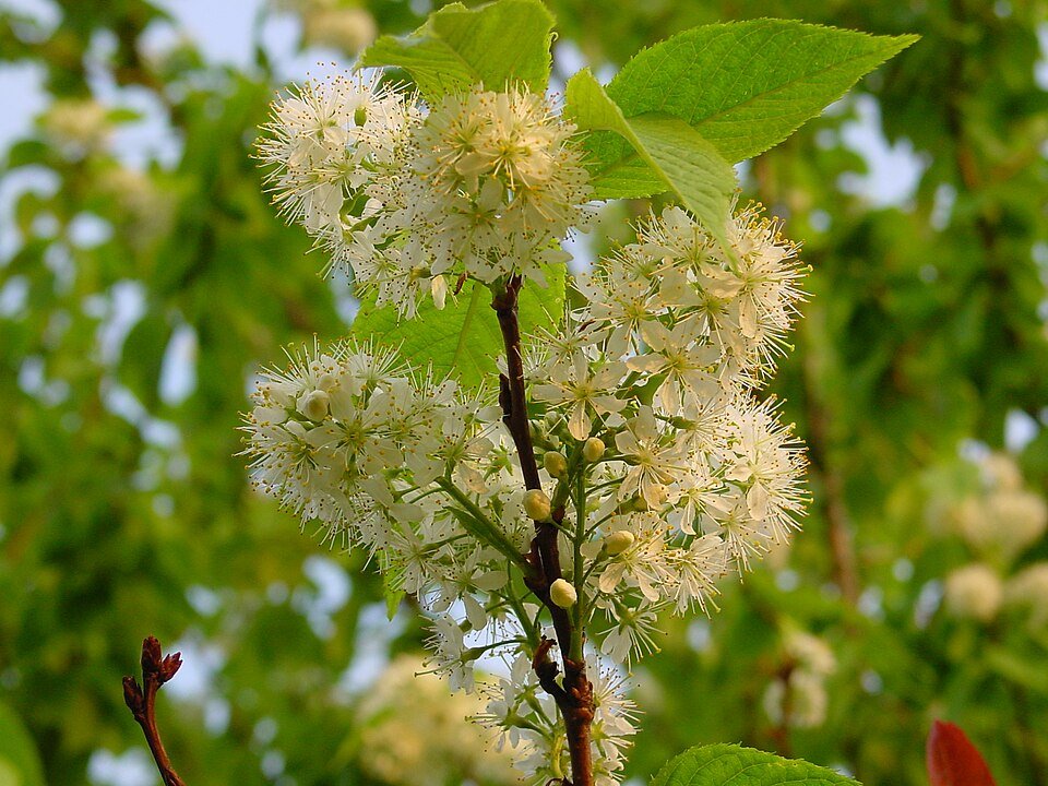 Prunus maackii boom met witte bloesems op groene bladeren.