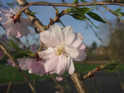 Bloeiende winterkers met hangende takken en roze bloemen.