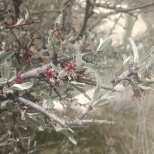 Prunus argentea bloeiende boom met zilverkleurige bladeren.