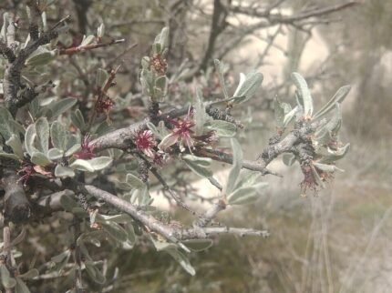 Prunus argentea bloeiende boom met zilverkleurige bladeren.