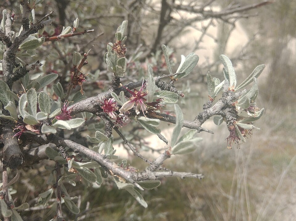 Prunus argentea bloeiende boom met zilverkleurige bladeren.