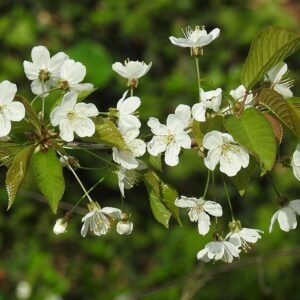 Zoete kersboom met rode kersen op takken.