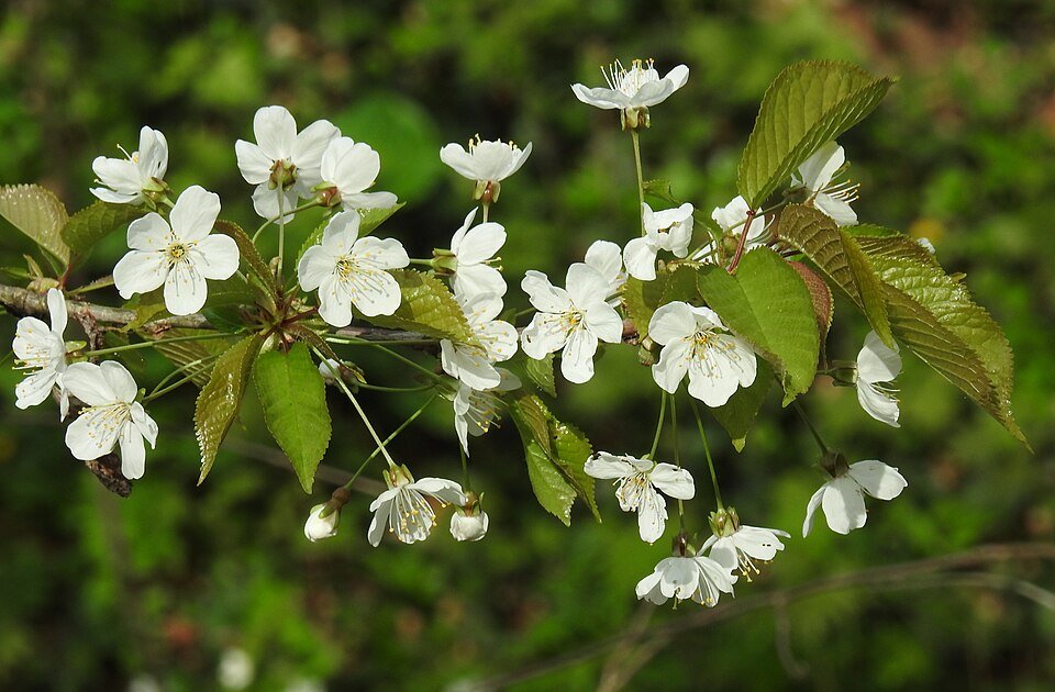 Zoete kersboom met rode kersen op takken.
