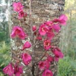 Prunus campanulata bloeiende roze bloem op groene bladeren.