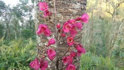 Prunus campanulata bloeiende roze bloem op groene bladeren.