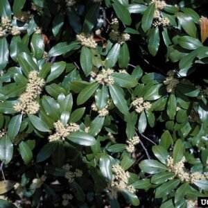 Evergreen Prunus caroliniana shrub with glossy dark green leaves and small white flowers.