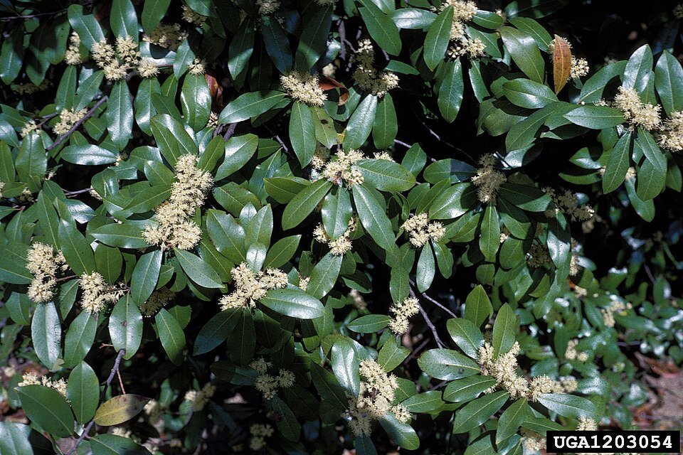 Evergreen Prunus caroliniana shrub with glossy dark green leaves and small white flowers.