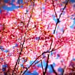 Prachtige bloeiende Prunus cerasoides in Phitsanulok, Thailand.