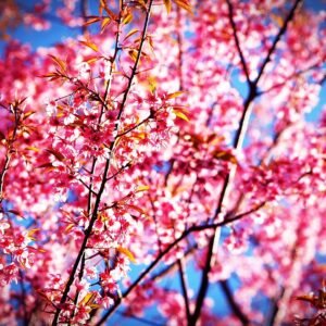 Prachtige bloeiende Prunus cerasoides in Phitsanulok, Thailand.