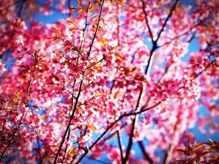 Prachtige bloeiende Prunus cerasoides in Phitsanulok, Thailand.