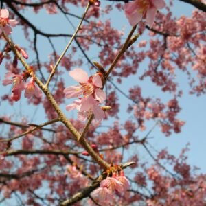 Bloeiende Prunus × incam cv Okame in roze kleur.